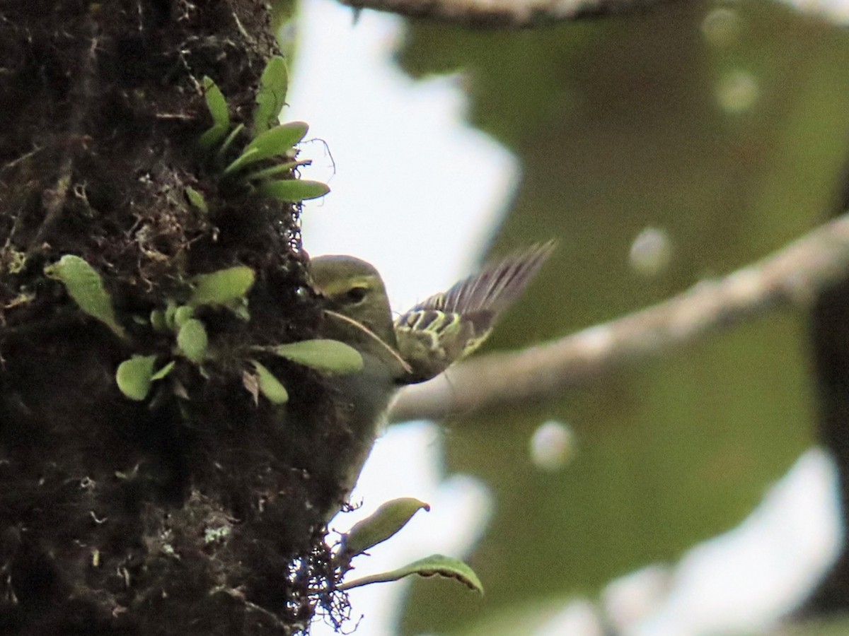 Golden-faced Tyrannulet - ML652750457