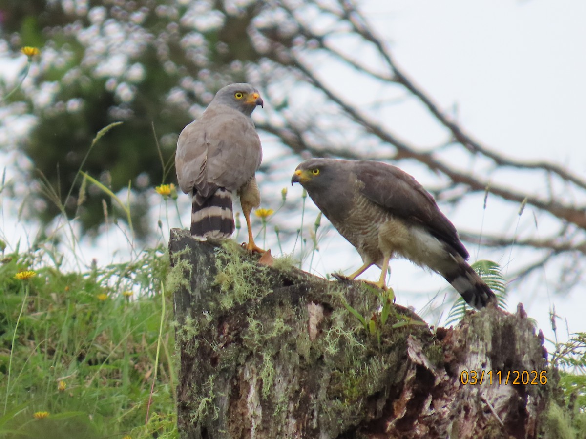Roadside Hawk - ML652750475