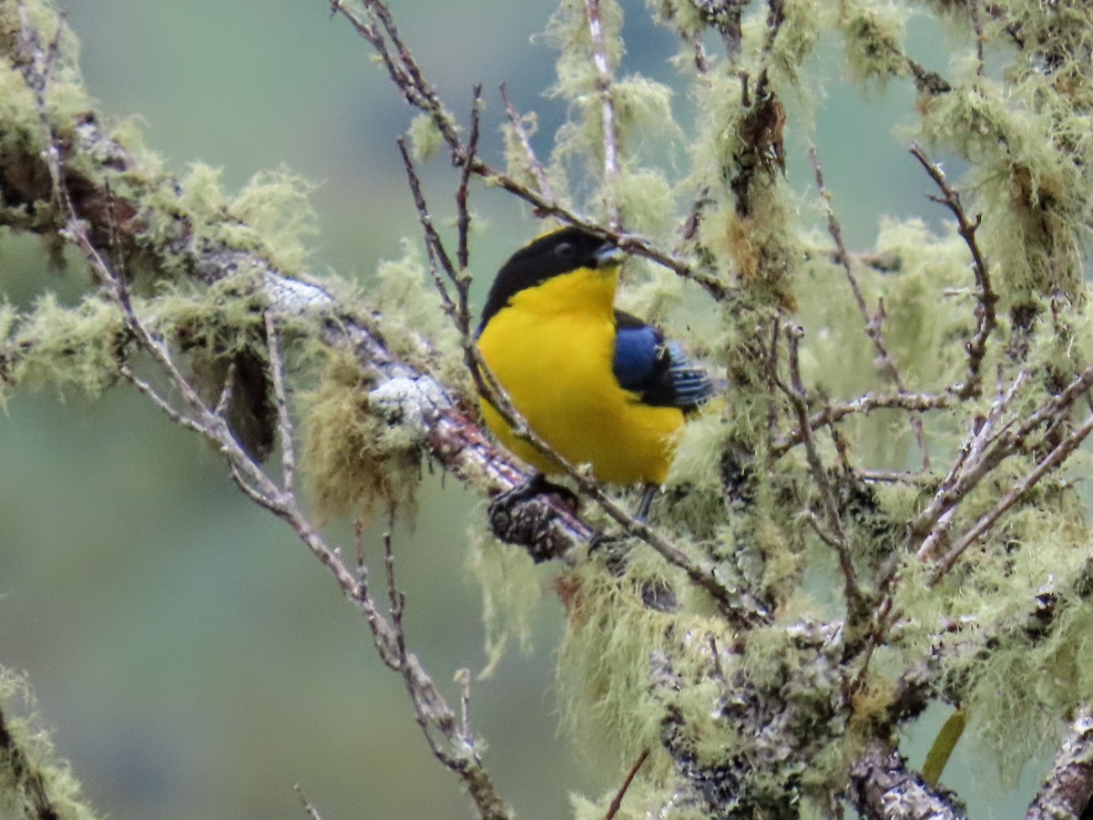 Blue-winged Mountain Tanager - ML652750554