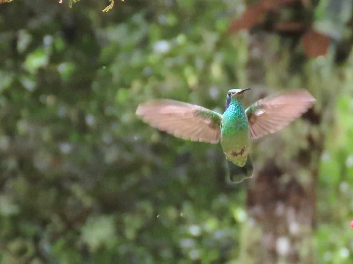 Lesser Violetear - ML652750593