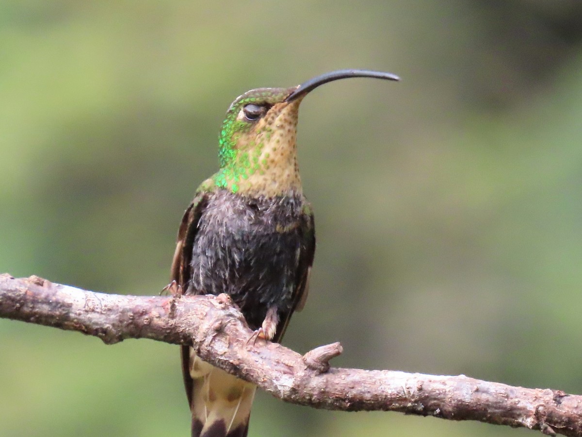 Mountain Velvetbreast - ML652750682