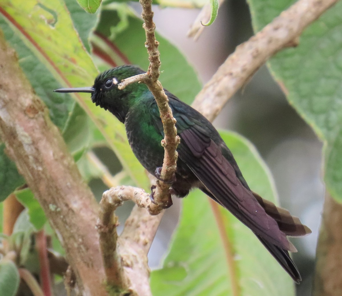 Tourmaline Sunangel - ML652750700