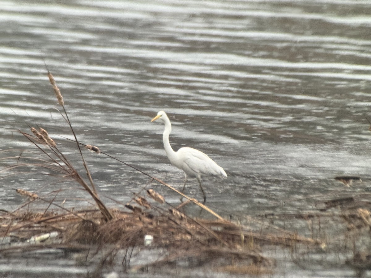 volavka bílá - ML652750764