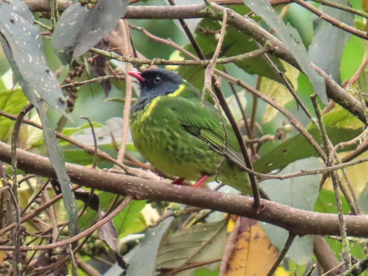 Green-and-black Fruiteater - ML652750782