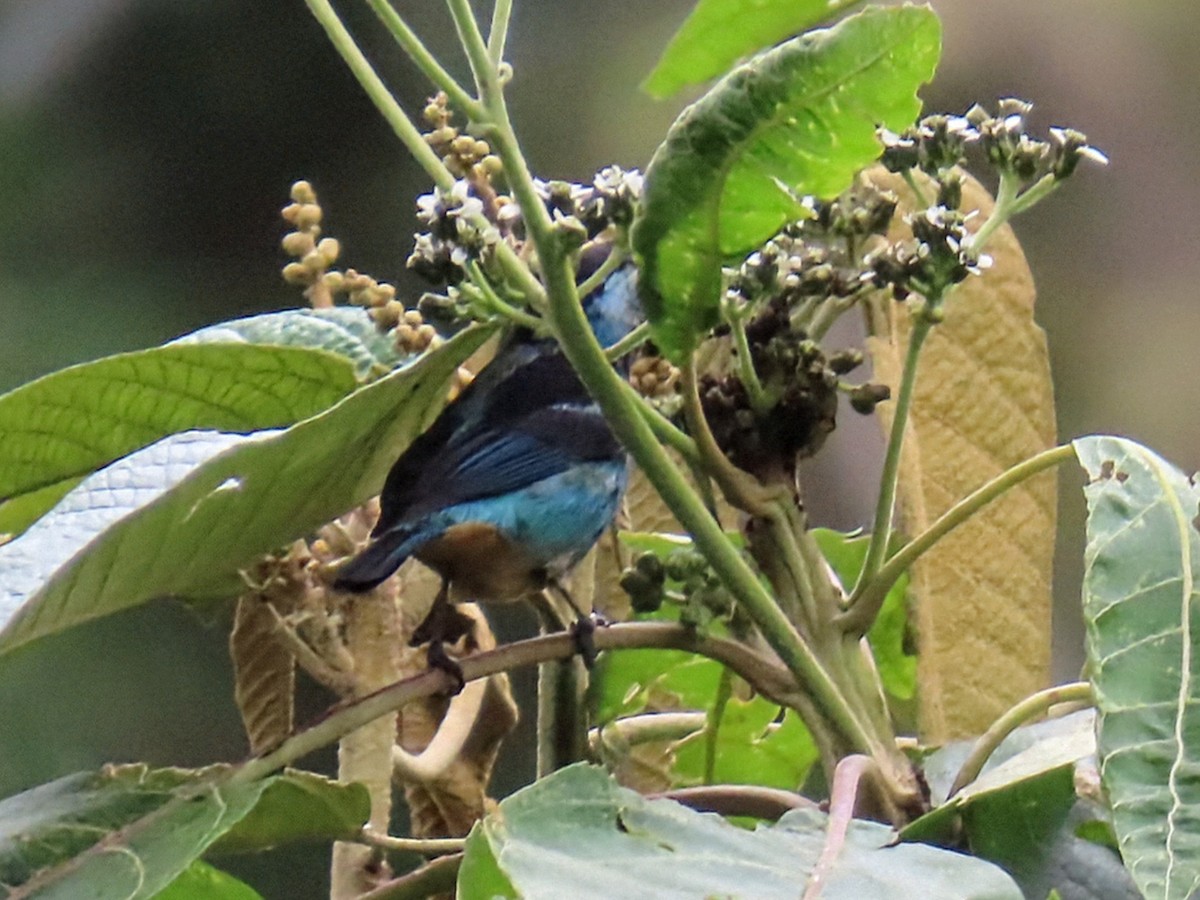 Metallic-green Tanager - ML652750813