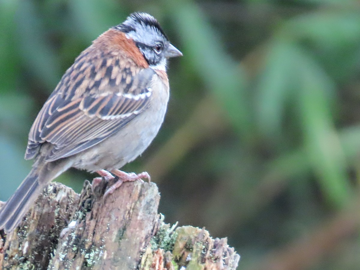 Rufous-collared Sparrow - ML652750871