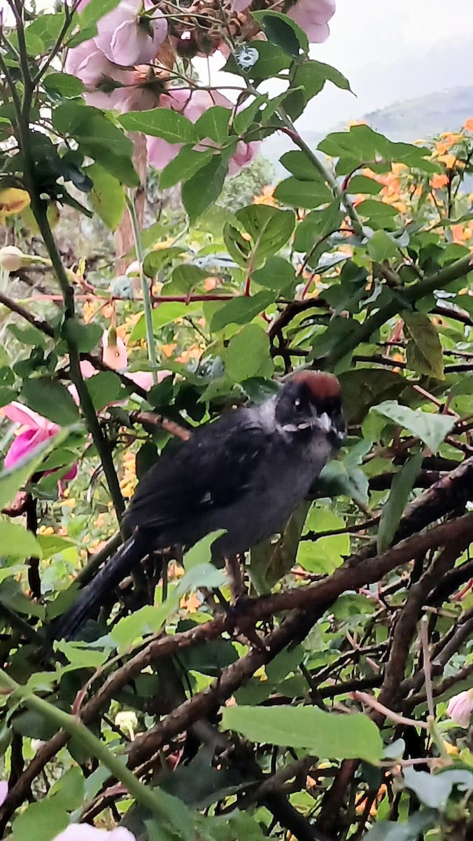 Northern Slaty Brushfinch - ML652750891