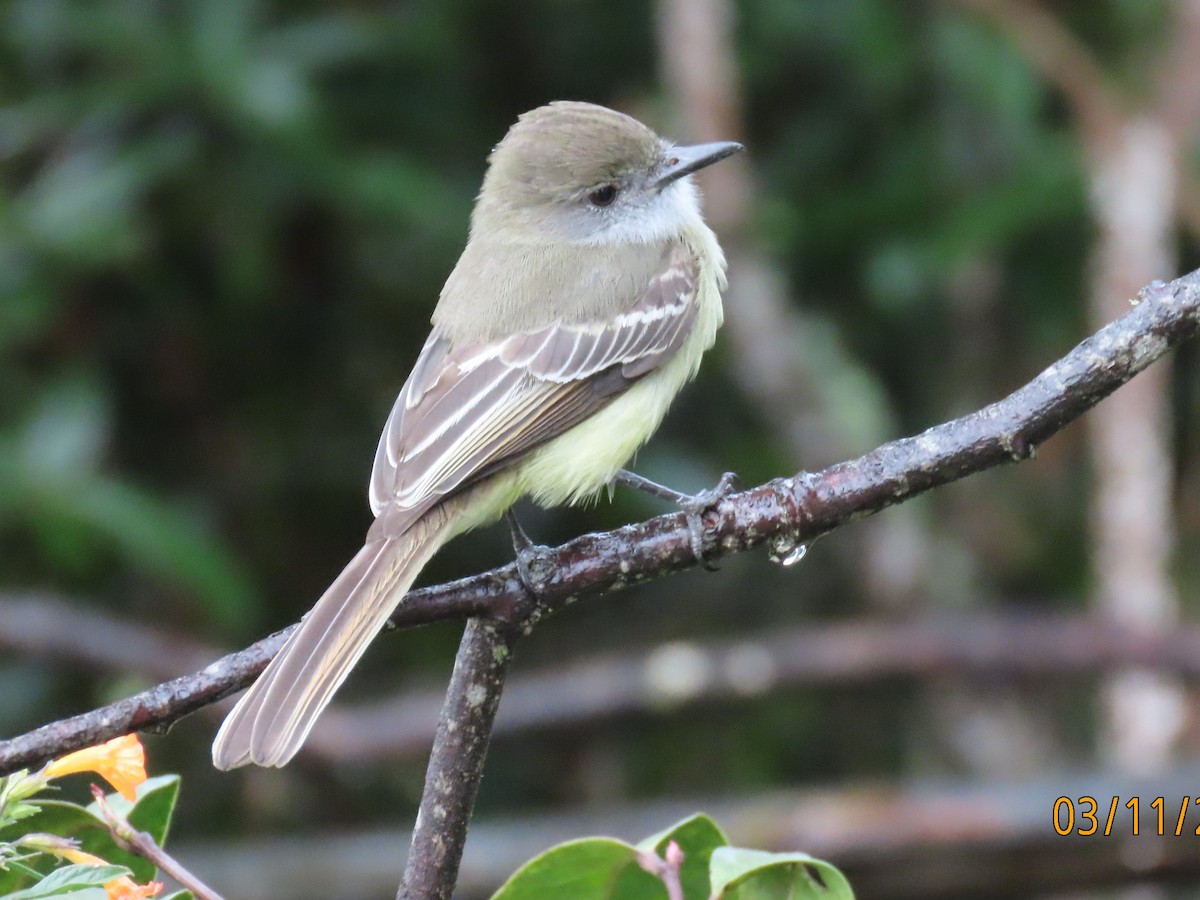 Pale-edged Flycatcher - ML652750957