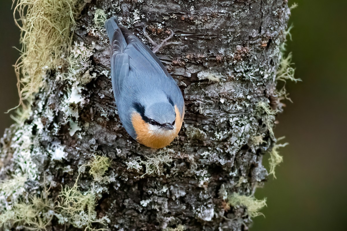 Eurasian Nuthatch (Chinese) - ML652751091