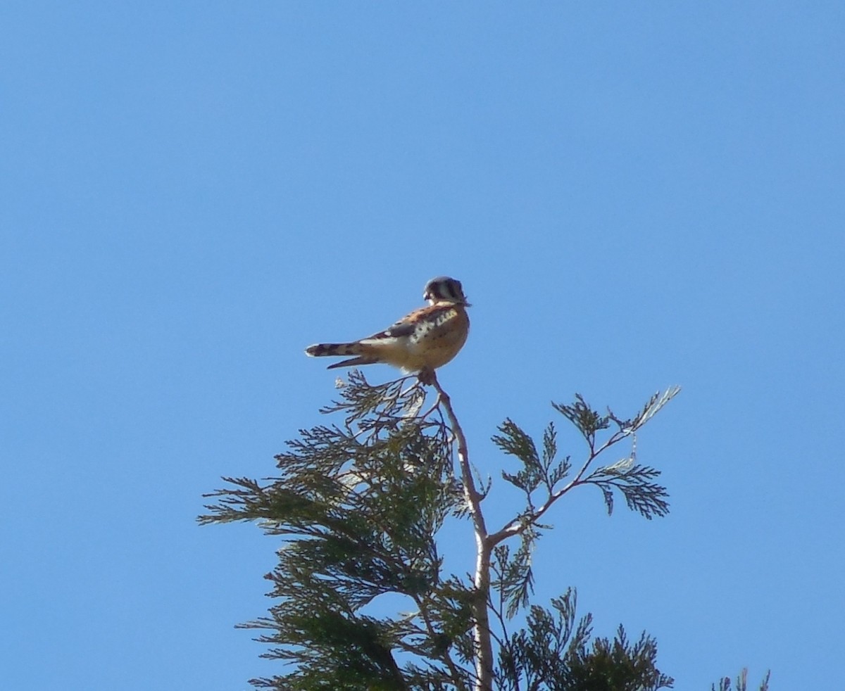 American Kestrel - ML65275111
