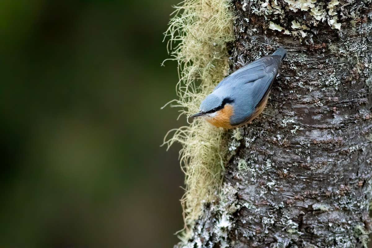 Eurasian Nuthatch (Chinese) - ML652751161