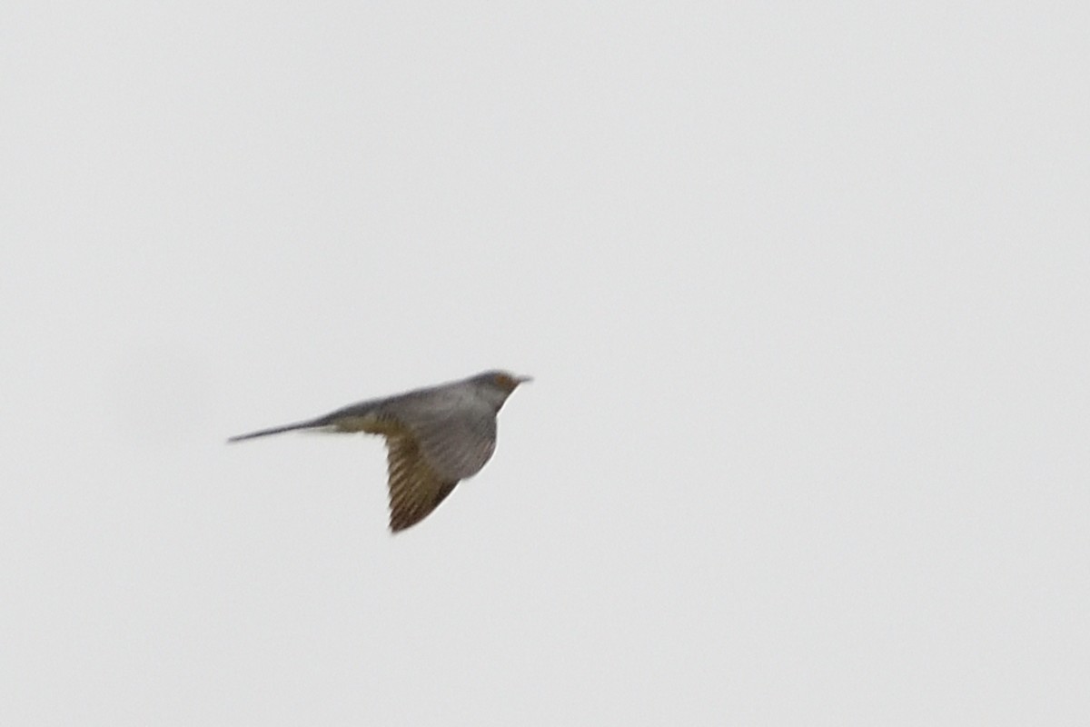 Common Cuckoo - ML652751224