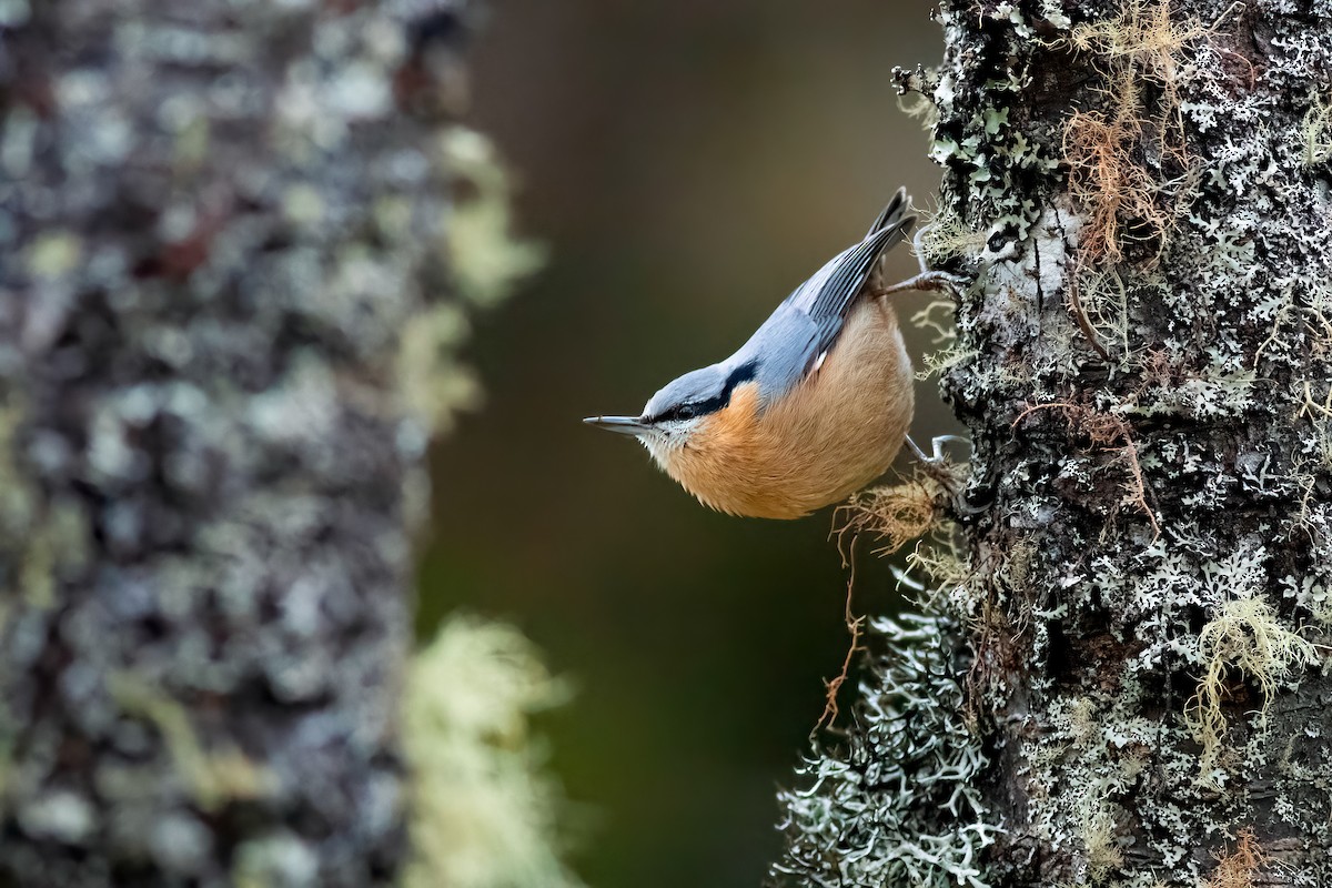 Eurasian Nuthatch (Chinese) - ML652751237