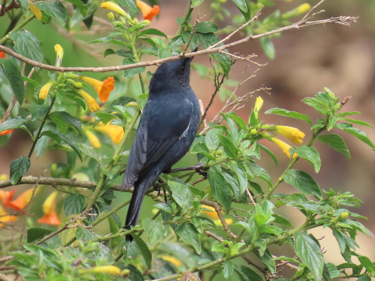 White-sided Flowerpiercer - ML652751276