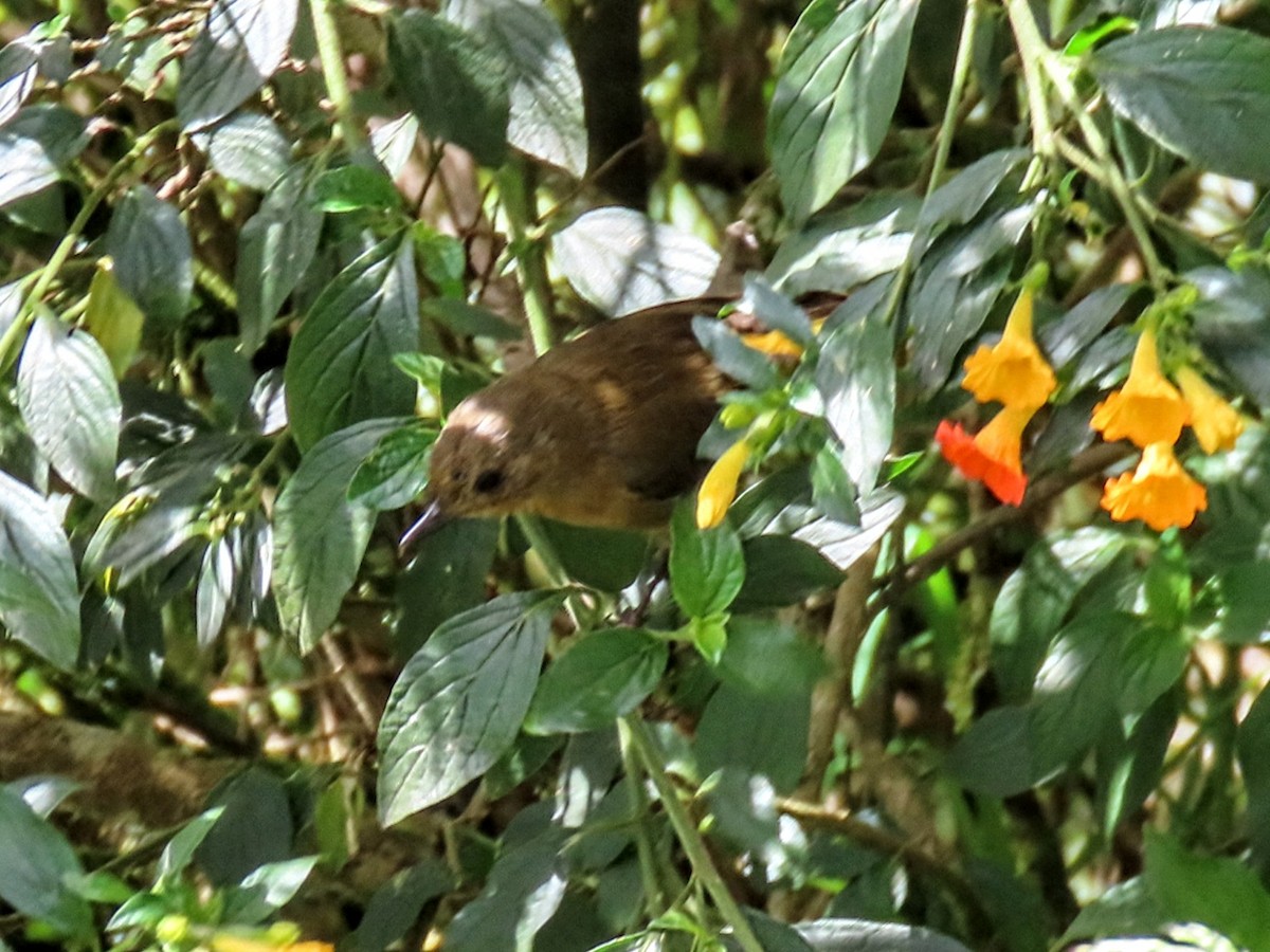 White-sided Flowerpiercer - ML652751277