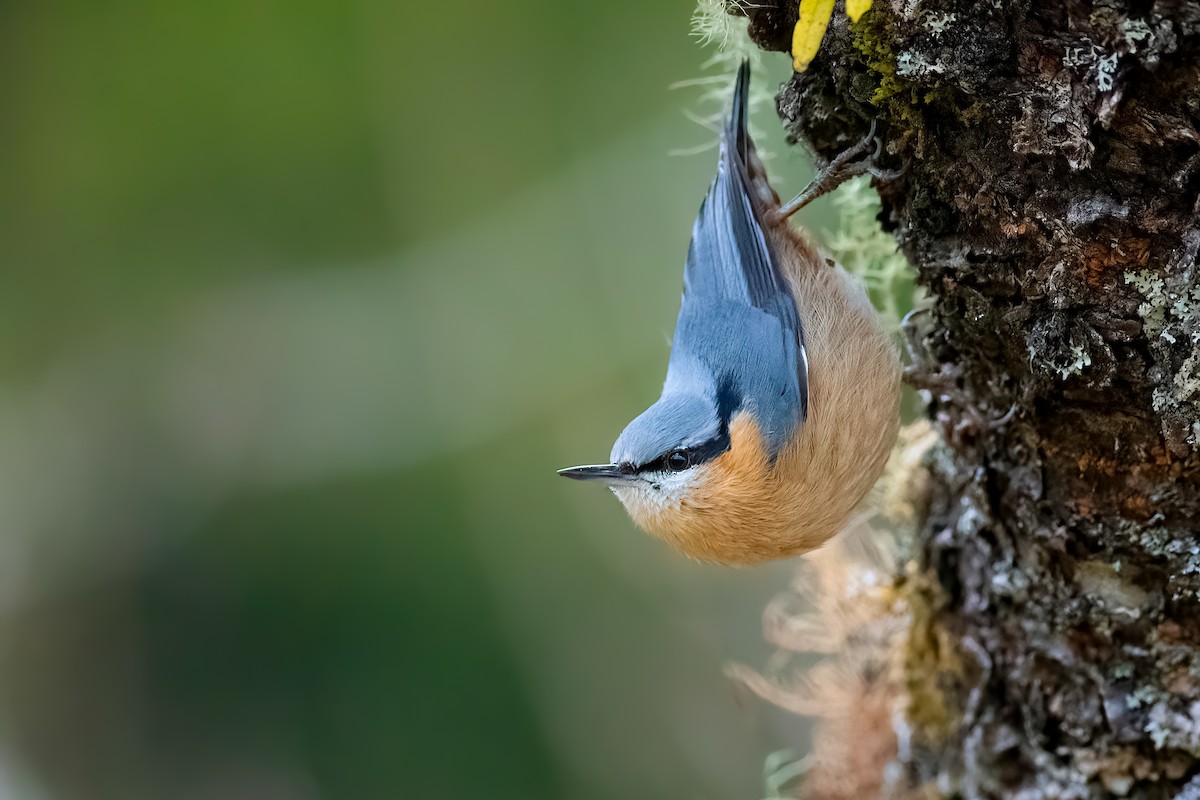 Eurasian Nuthatch (Chinese) - ML652751383