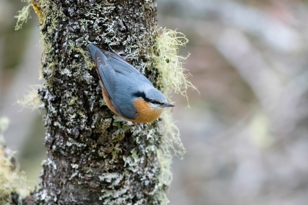 Eurasian Nuthatch (Chinese) - ML652751446