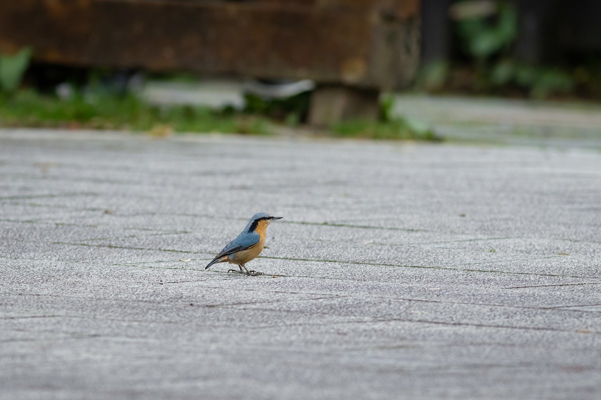 Eurasian Nuthatch (Chinese) - ML652751493