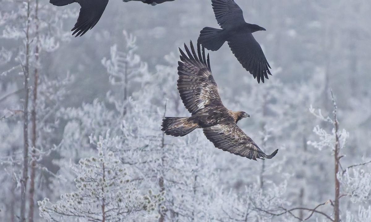 イヌワシ - ML652751589