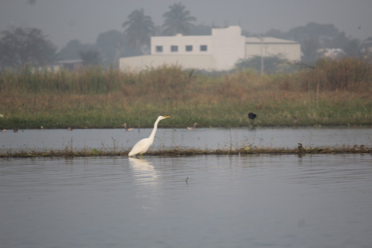 volavka bílá - ML652751591