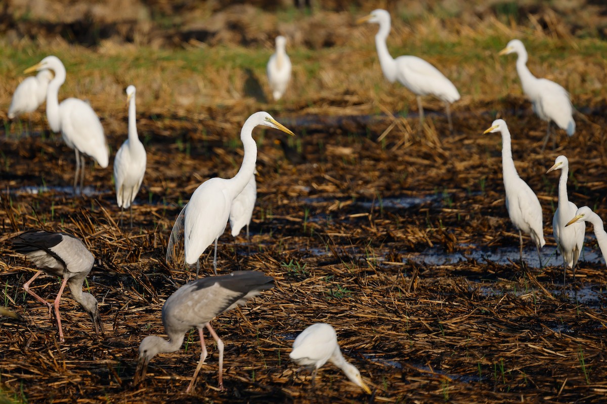 volavka bílá - ML652751618