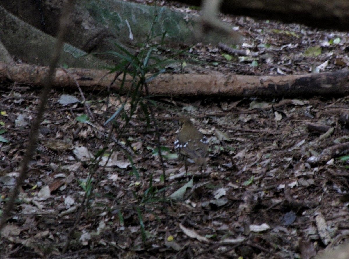 Spotted Ground-Thrush - ML652751800