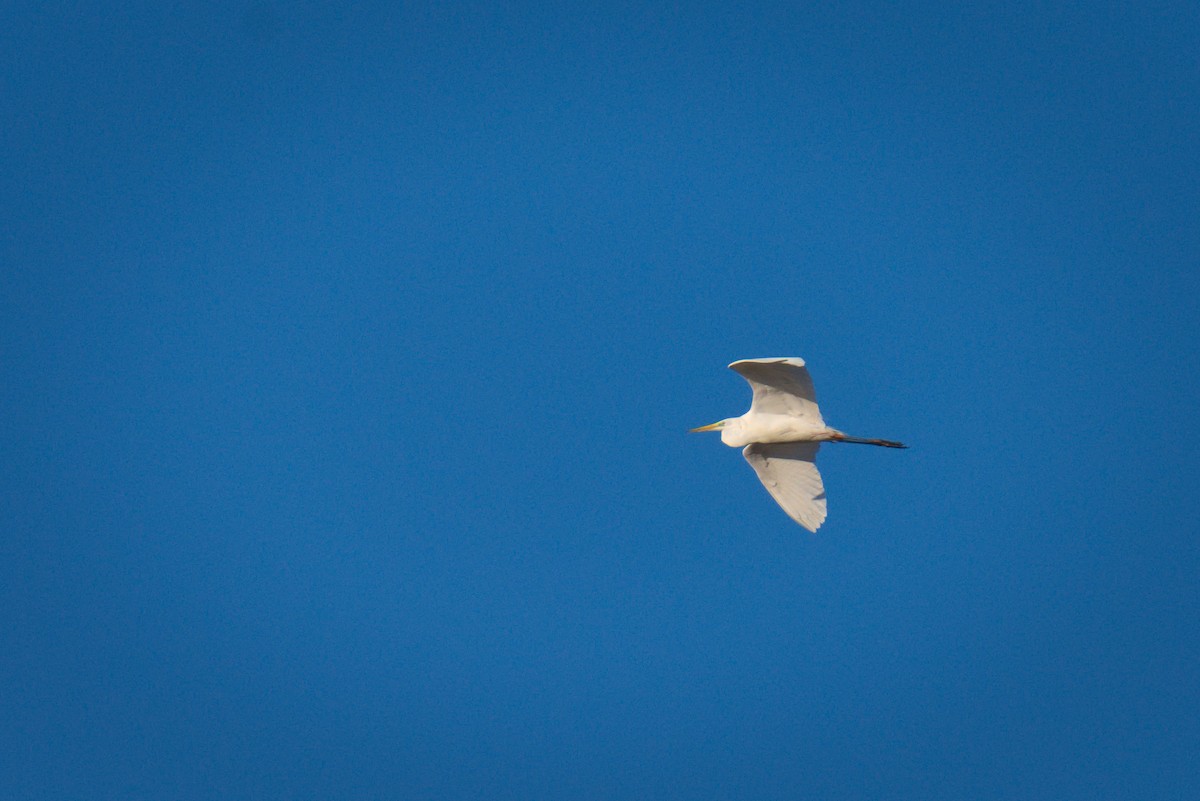 volavka bílá - ML652752148