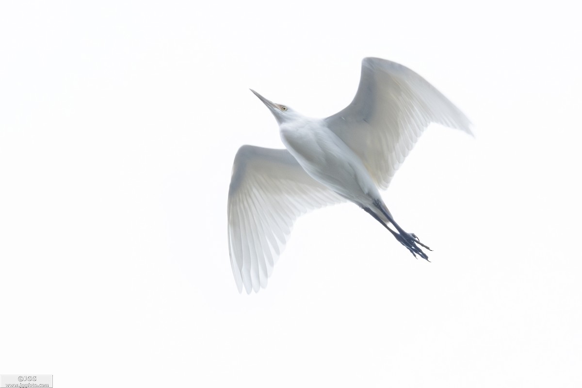 volavka bílá - ML652752207