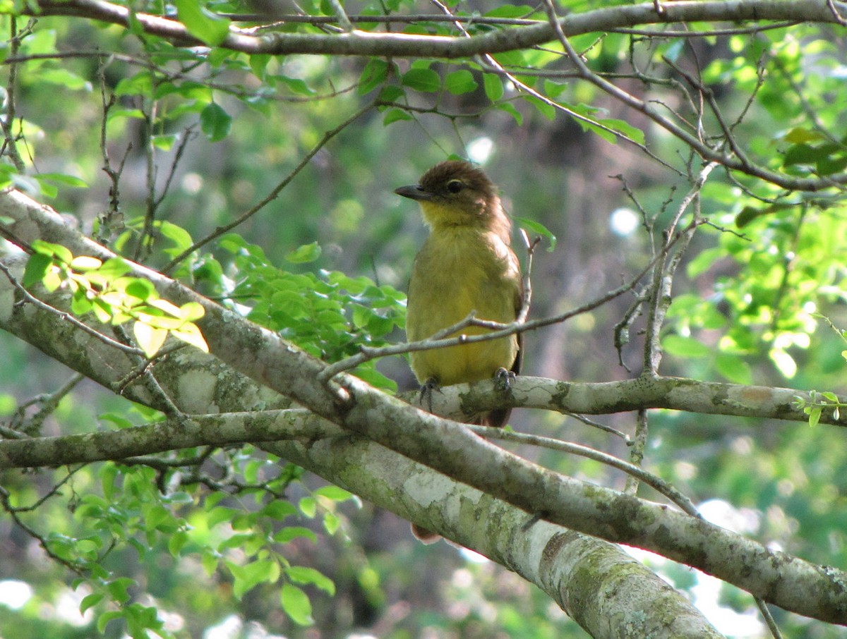 Bulbul à poitrine jaune - ML652752276