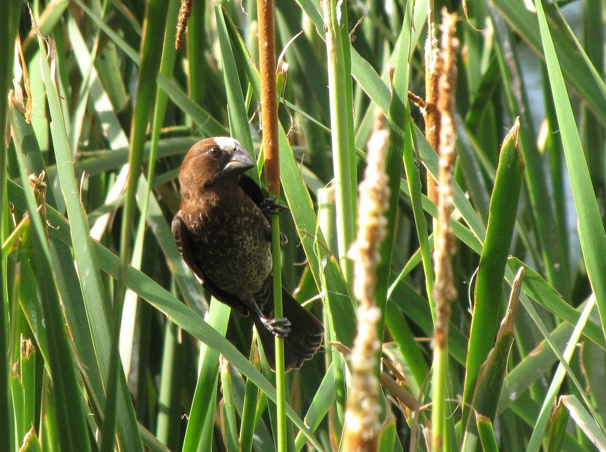 tykknebbvever - ML652752336