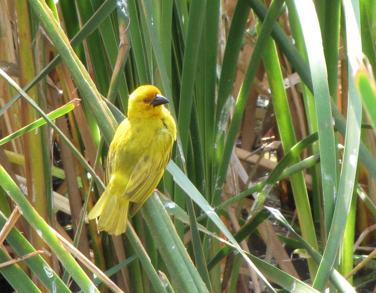 Tisserin jaune - ML652752348