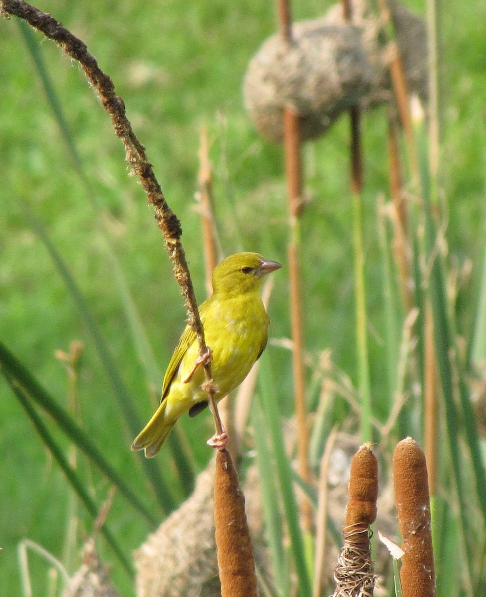 Tisserin jaune - ML652752350