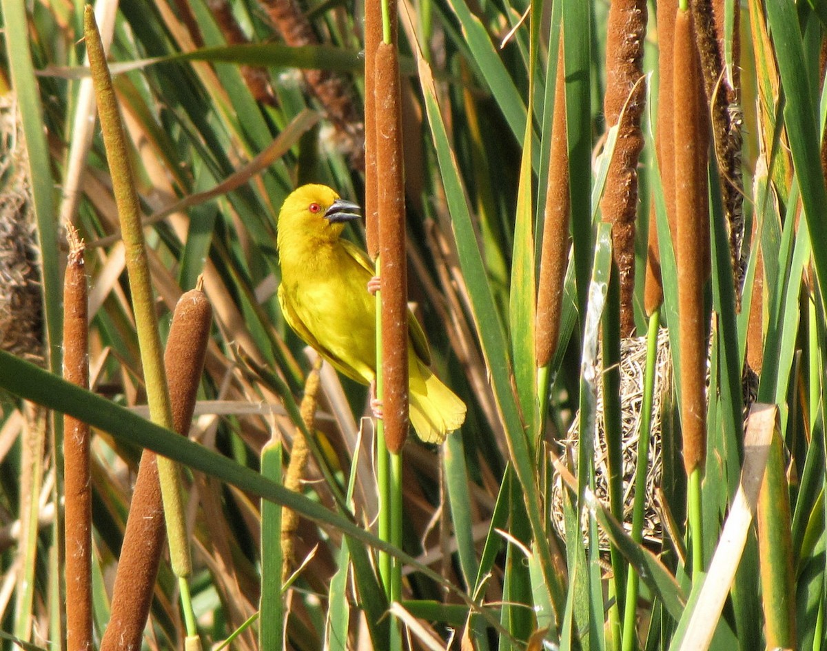 Tisserin jaune - ML652752351