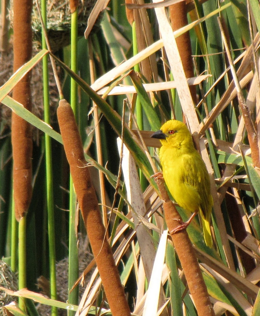 Tisserin jaune - ML652752352
