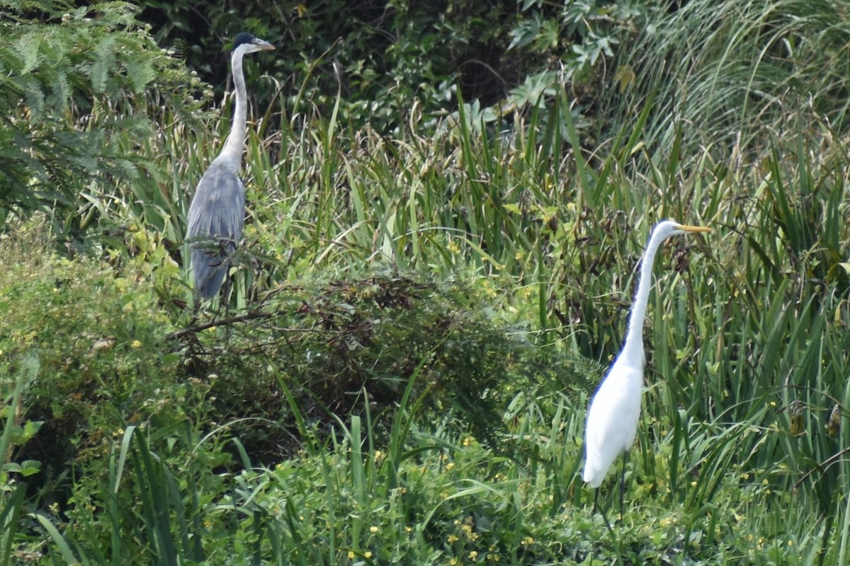 volavka bílá - ML652752530