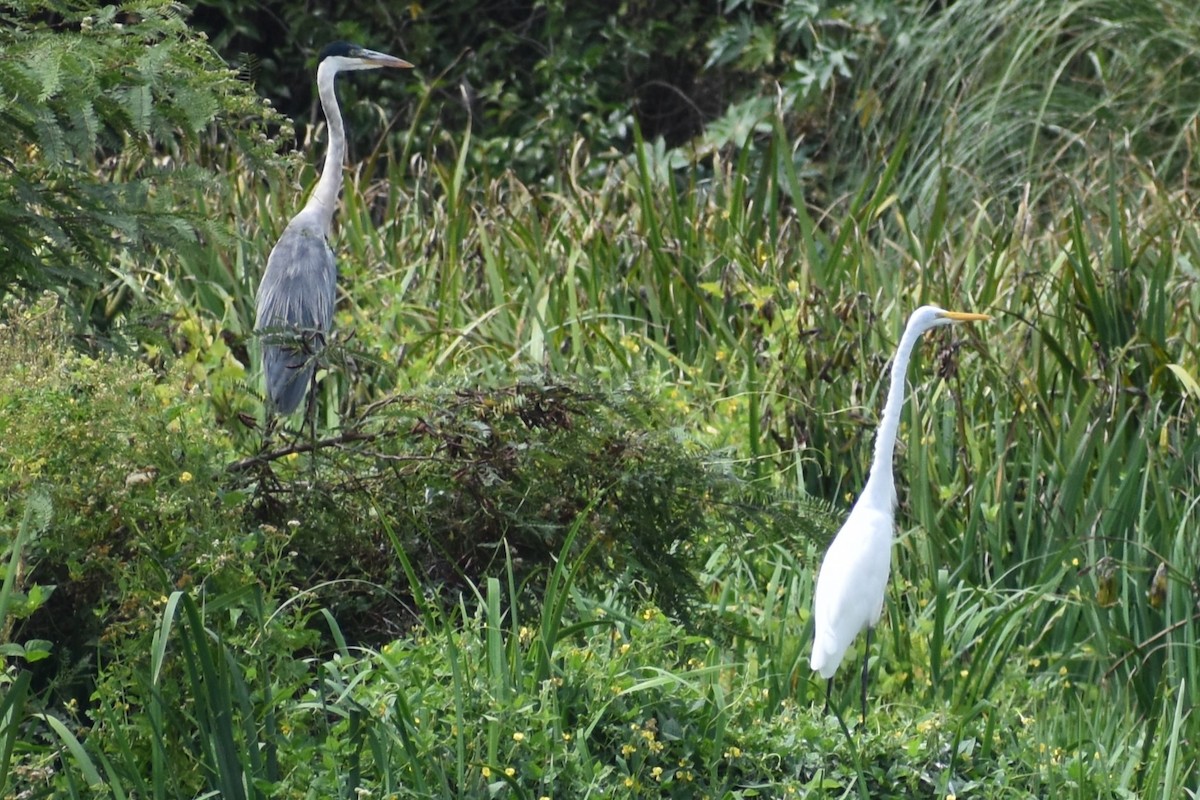 volavka bílá - ML652752531