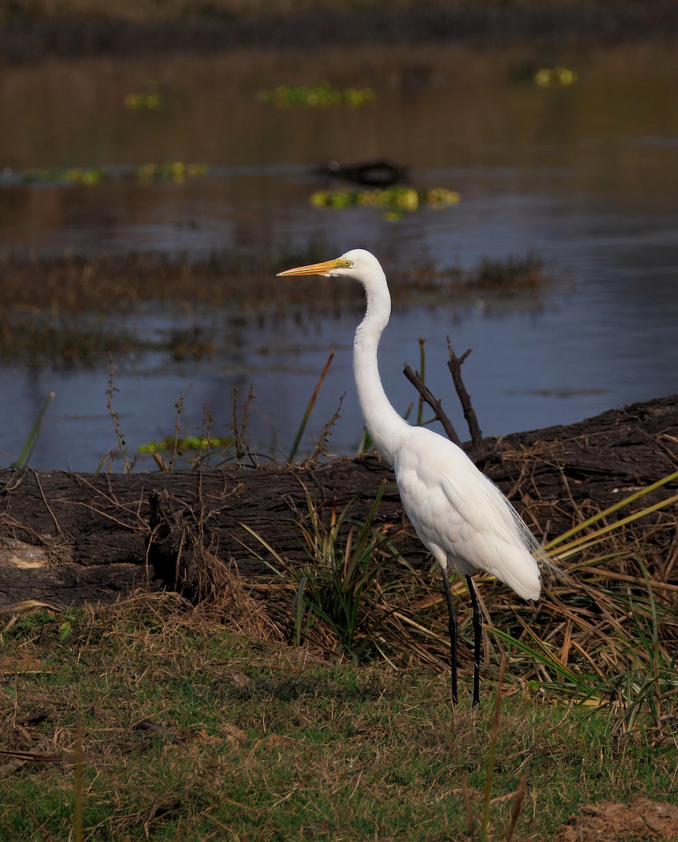 volavka bílá - ML652752852