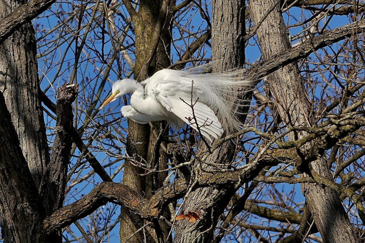 volavka bílá - ML652753052