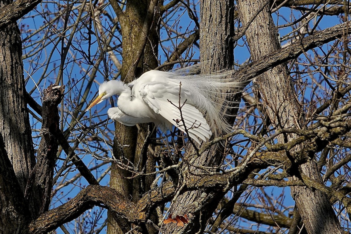 volavka bílá - ML652753118