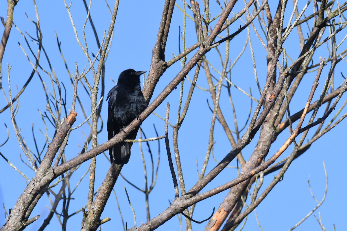 Fish Crow - ML652753162