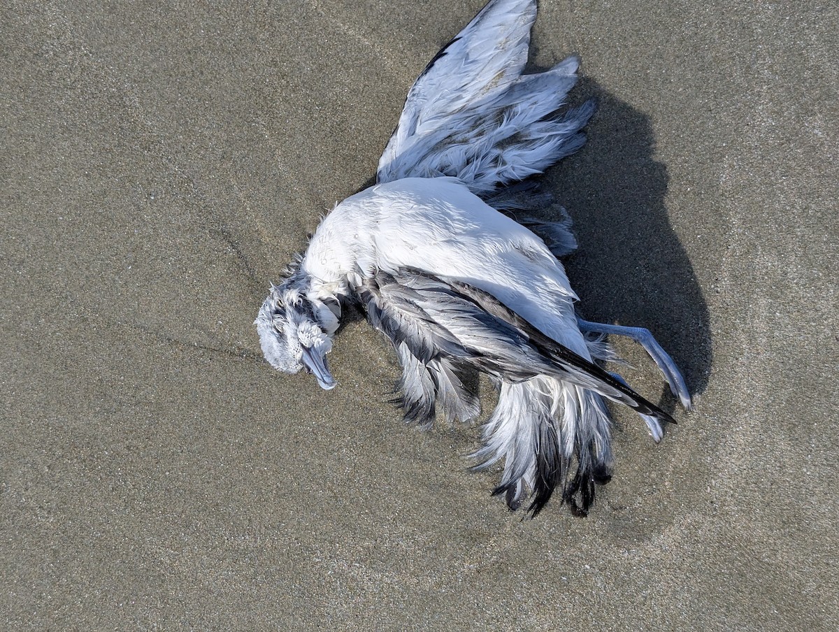 buřňák hrdliččí - ML652753181