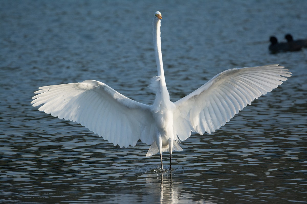 volavka bílá - ML652753253