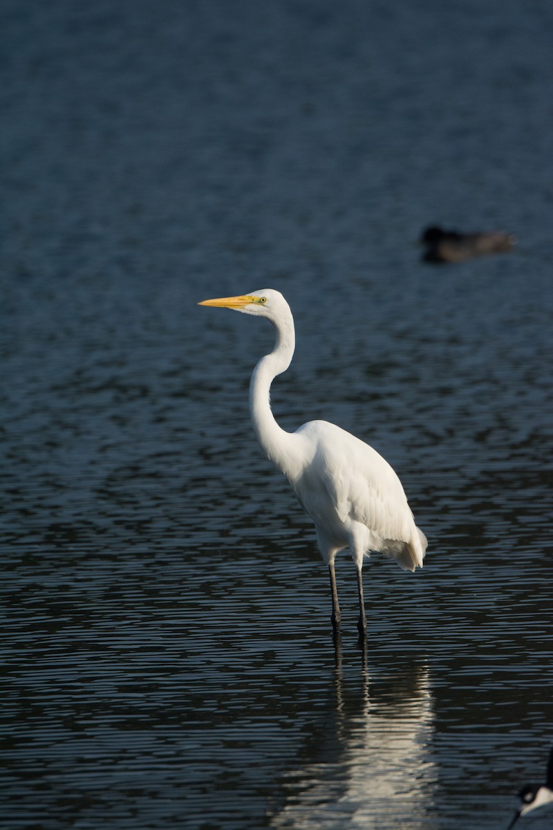 volavka bílá - ML652753254