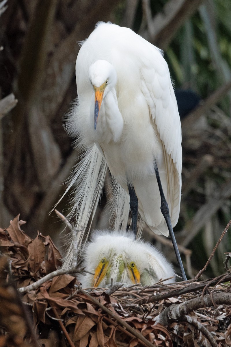 volavka bílá - ML652753312