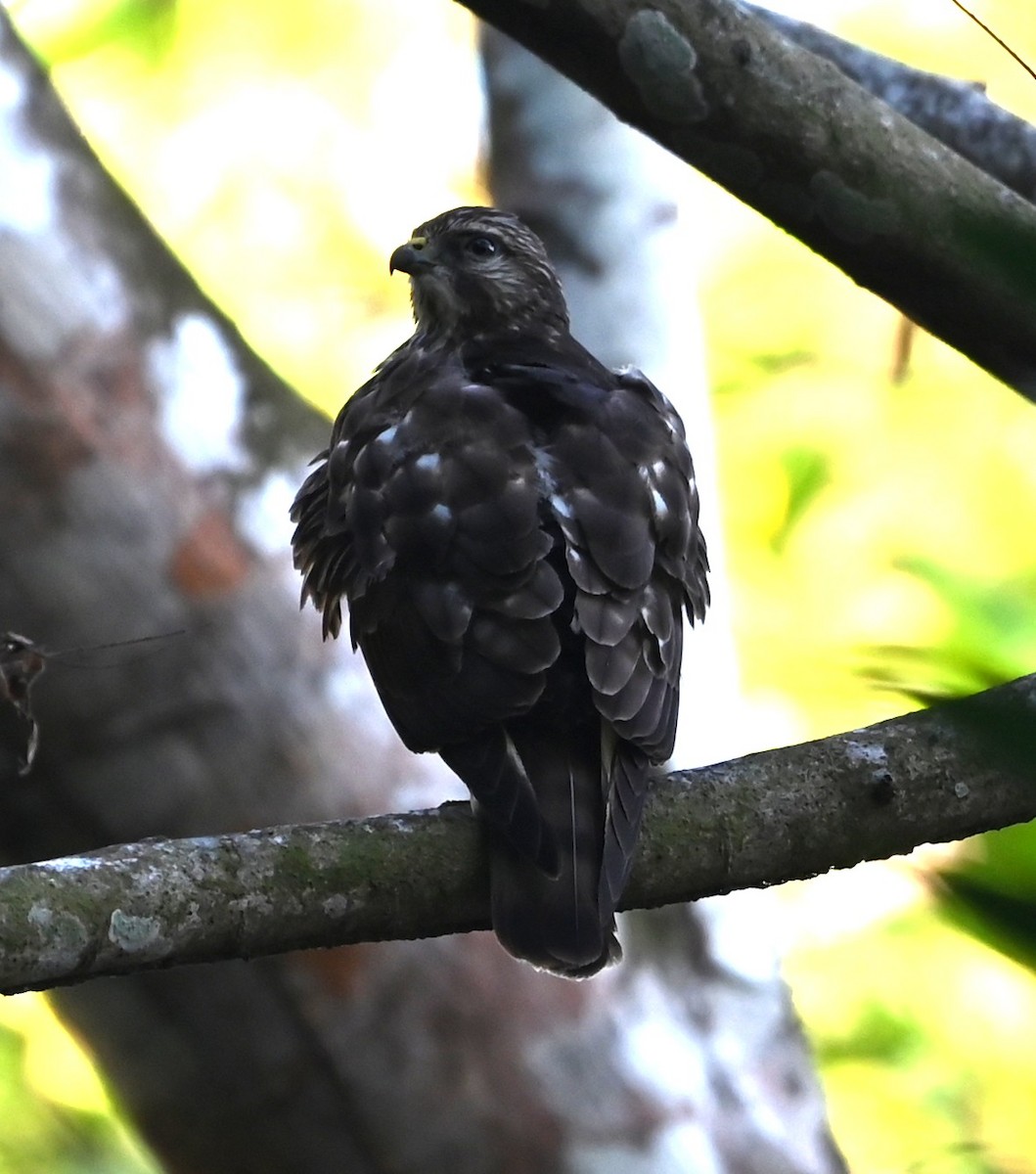 Broad-winged Hawk - ML652753747