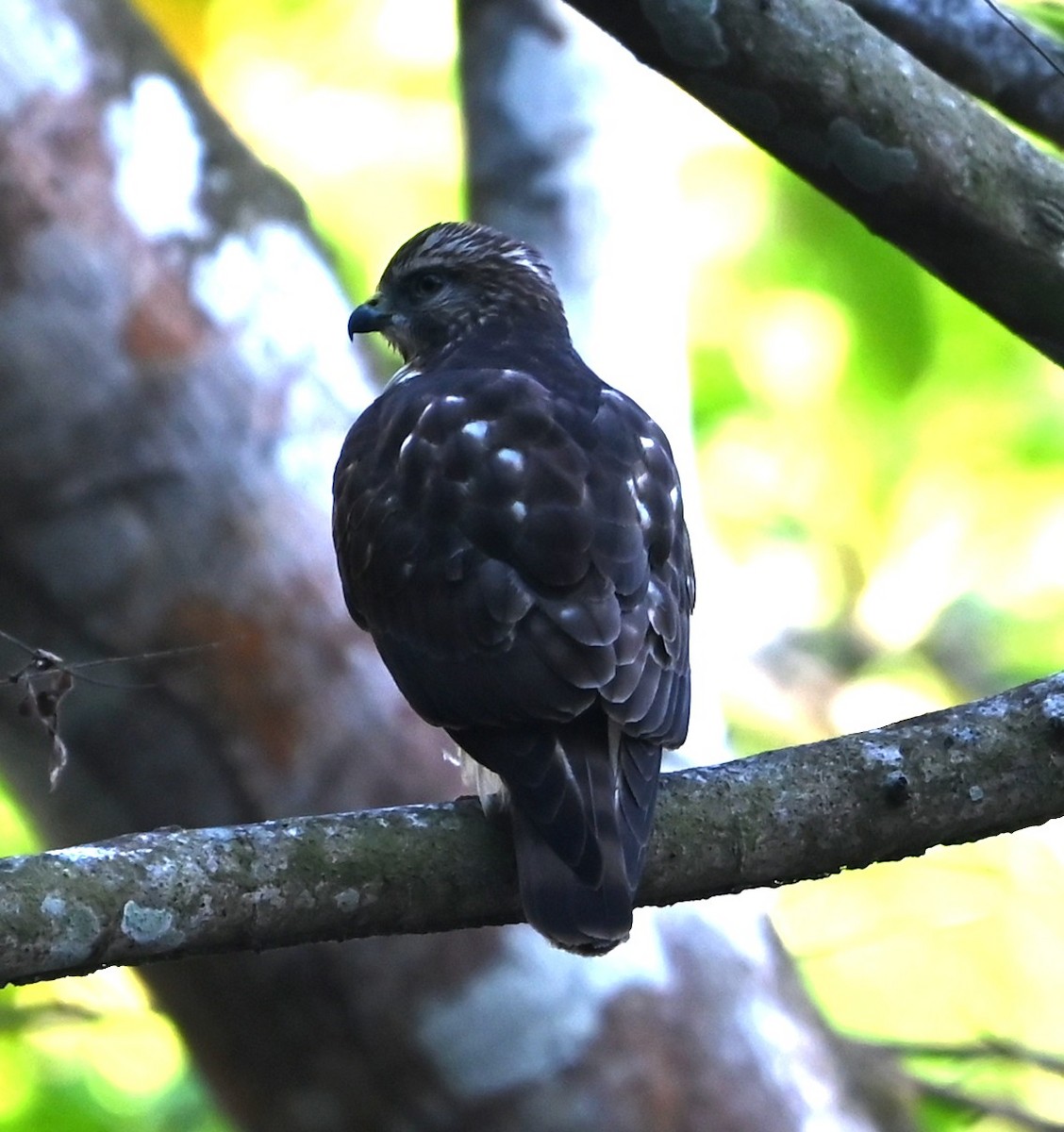 Broad-winged Hawk - ML652753759
