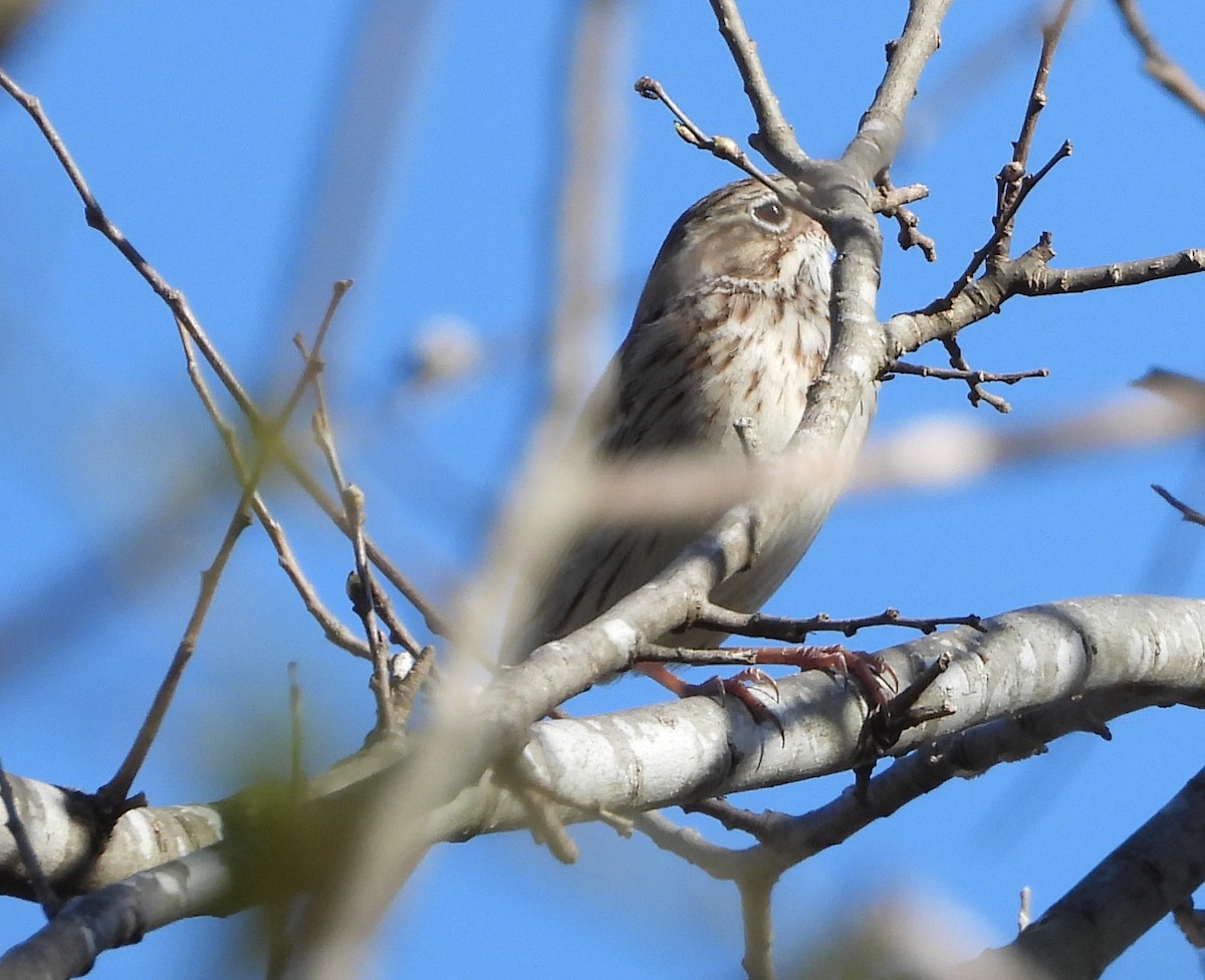 Vesper Sparrow - ML652753798