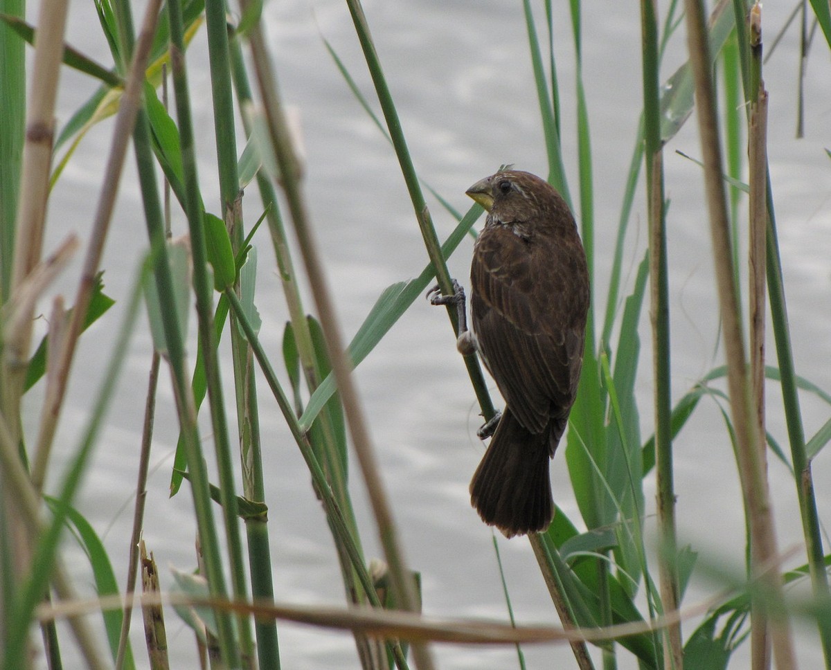 tykknebbvever - ML652753805