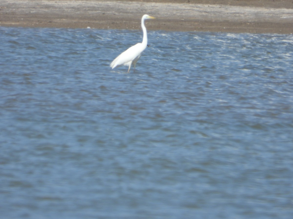 volavka bílá - ML652753998