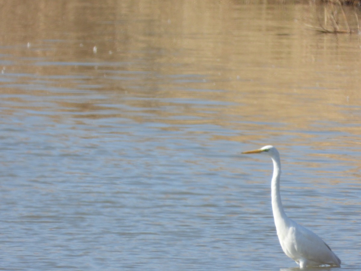 volavka bílá - ML652753999